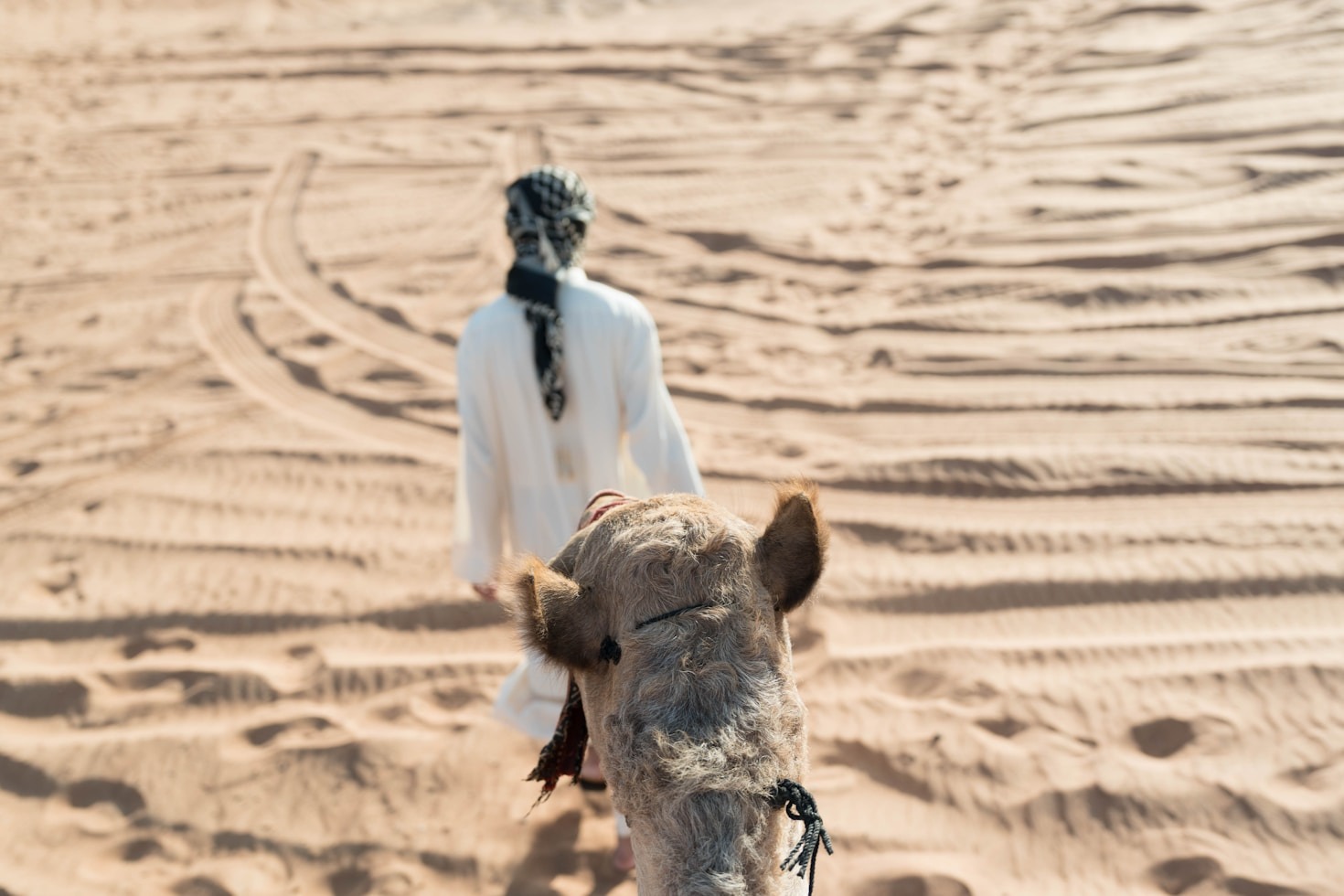Cultural Immersion: What to Expect on a Camel Safari